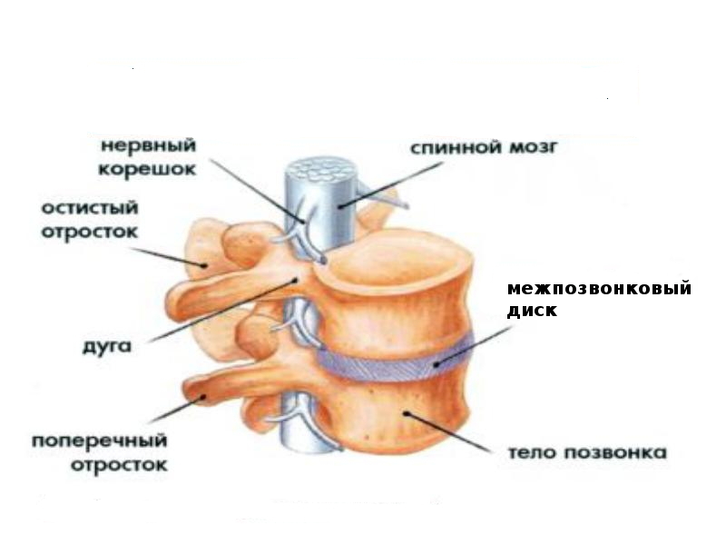 Тело и отростки расположены в спинном мозге. Схема строения межпозвонкового диска. Межпозвонковый диск строение анатомия. Позвонок и межпозвонковый диск. Строение позвонка и межпозвоночного диска.